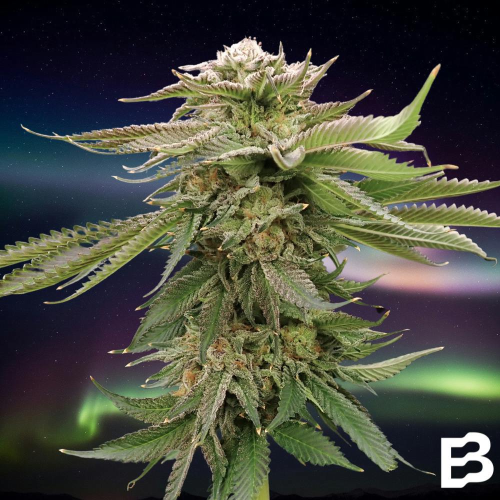 garlic spuds | Big Buds | 3.5g