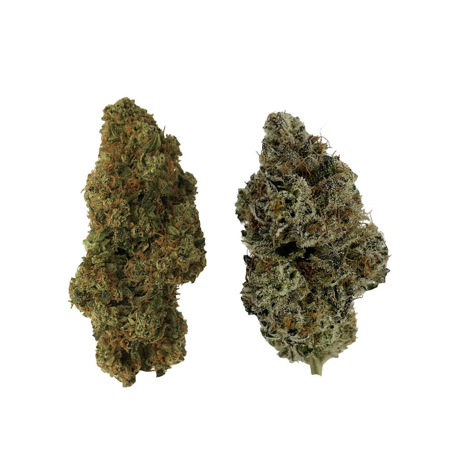 HOMA | 7g