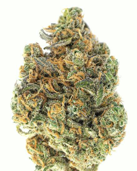 Agent Halo | 1g