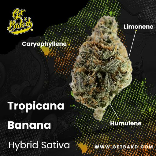 Tropicana Banana | 3.5g