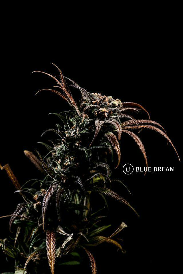 Blue Dream | 3.5g at Elevate (Formerly Greenlight Dispensary West Memphis)