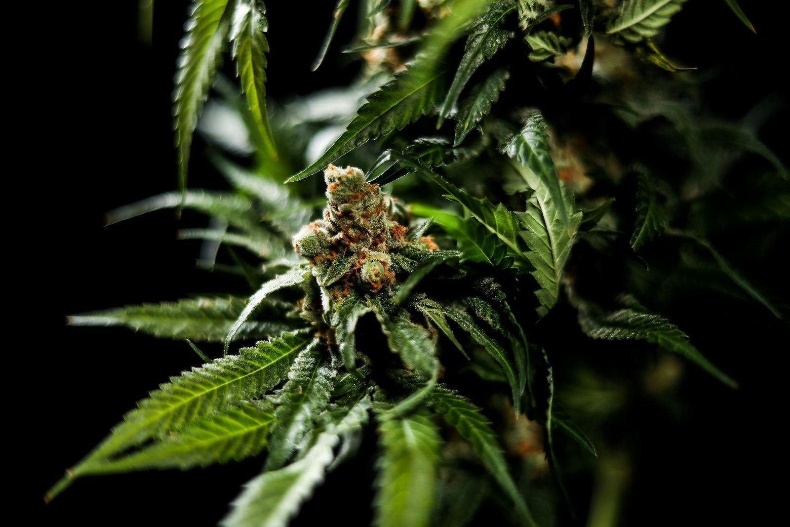 Strawberry Guava | 3.5g