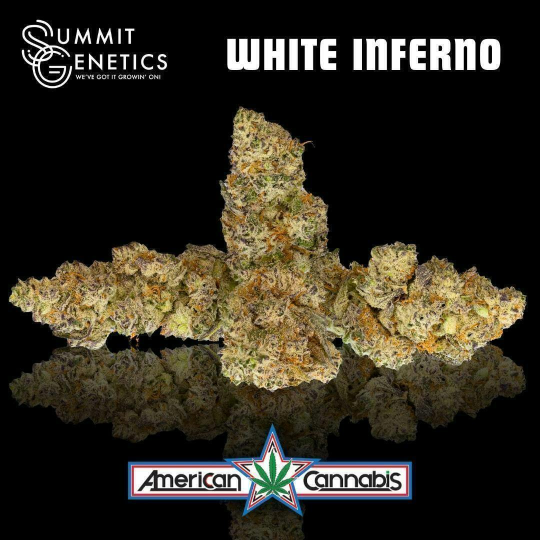 White Inferno | Big Buds | 14g
