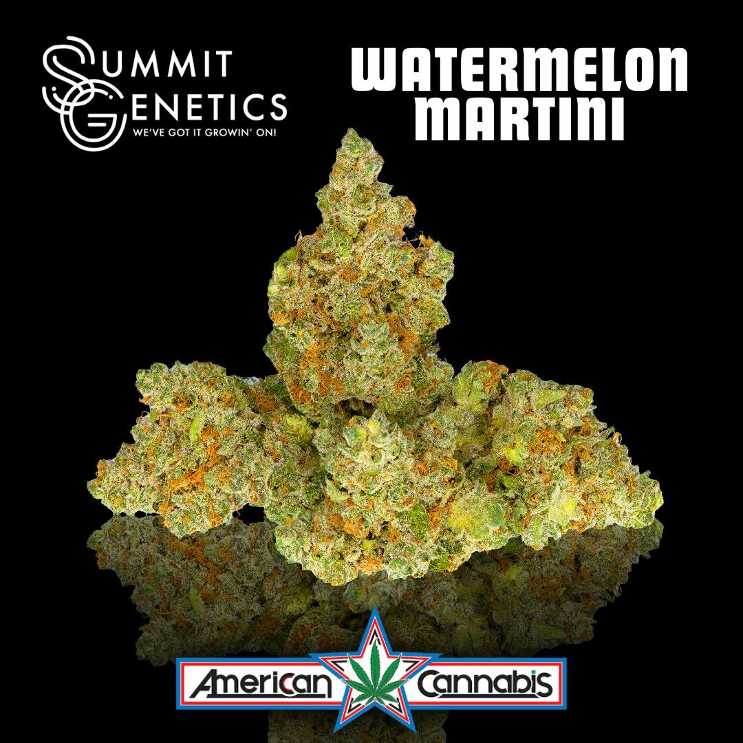 Watermelon Martini | Big Buds | 3.5g