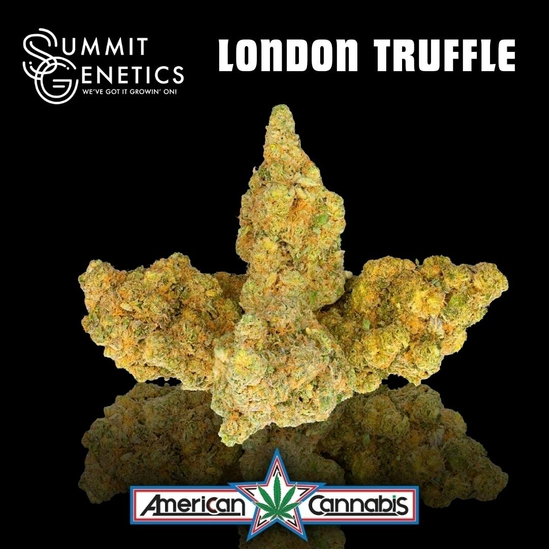 London Truffle | Big Buds | 14g