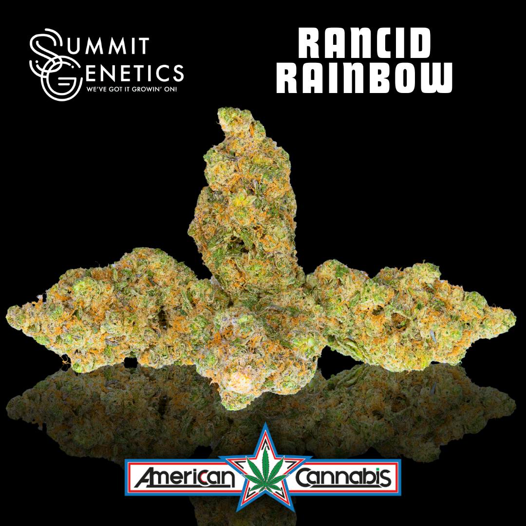 Rancid Rainbow Big Buds