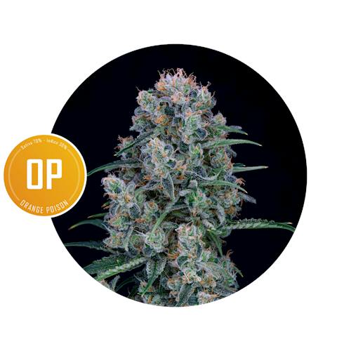 Orange Poison | Big Buds | 1g by SUBX