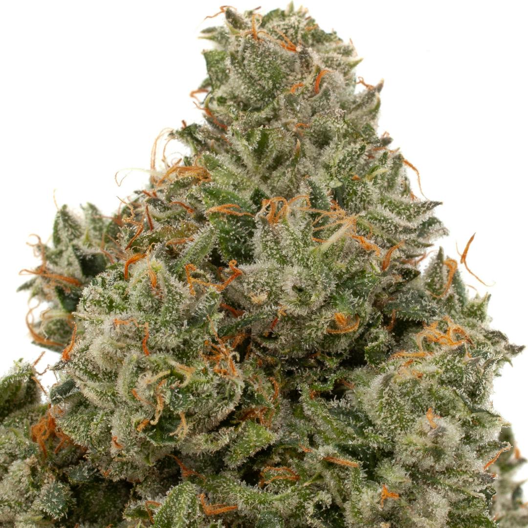 Oregon Lemons | Big Buds | 3.5g