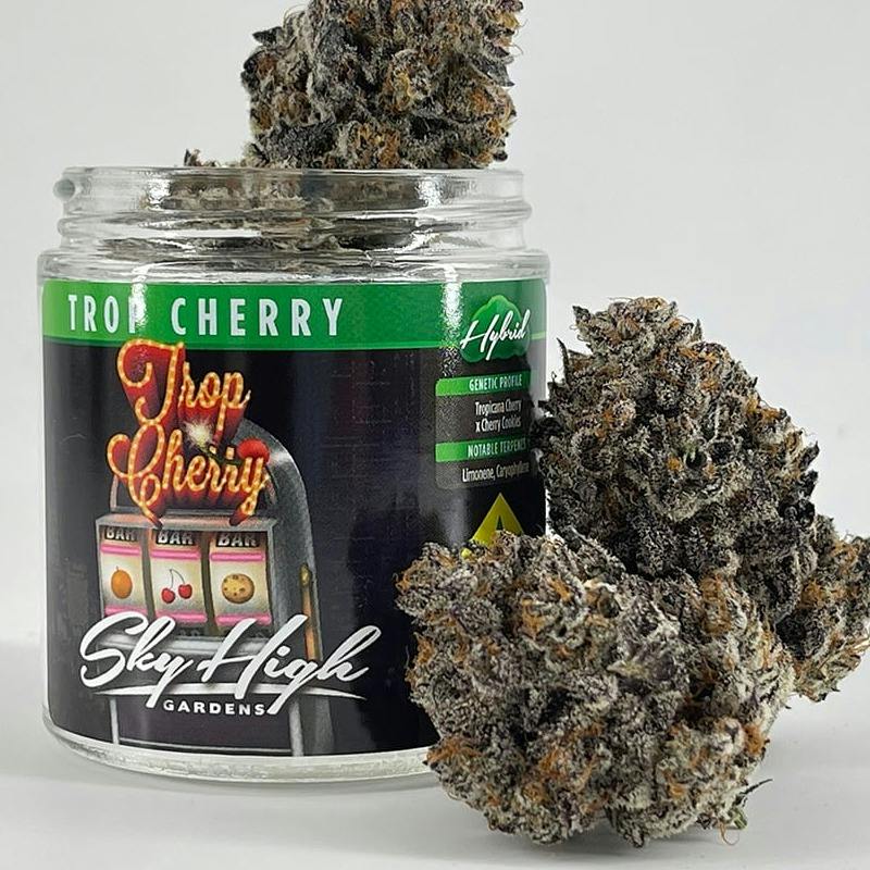 Tropicana Cherry | Big Buds | 1g