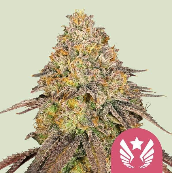 Legendary OG Punch | 3pk Seeds | Seeds at Green Degree at Hilltop