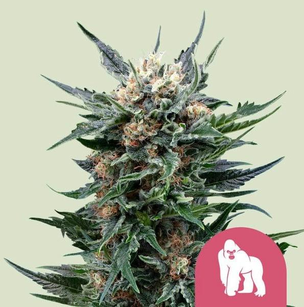 Royal Gorilla | 3pk Seeds | Seeds at Green Degree at Hilltop