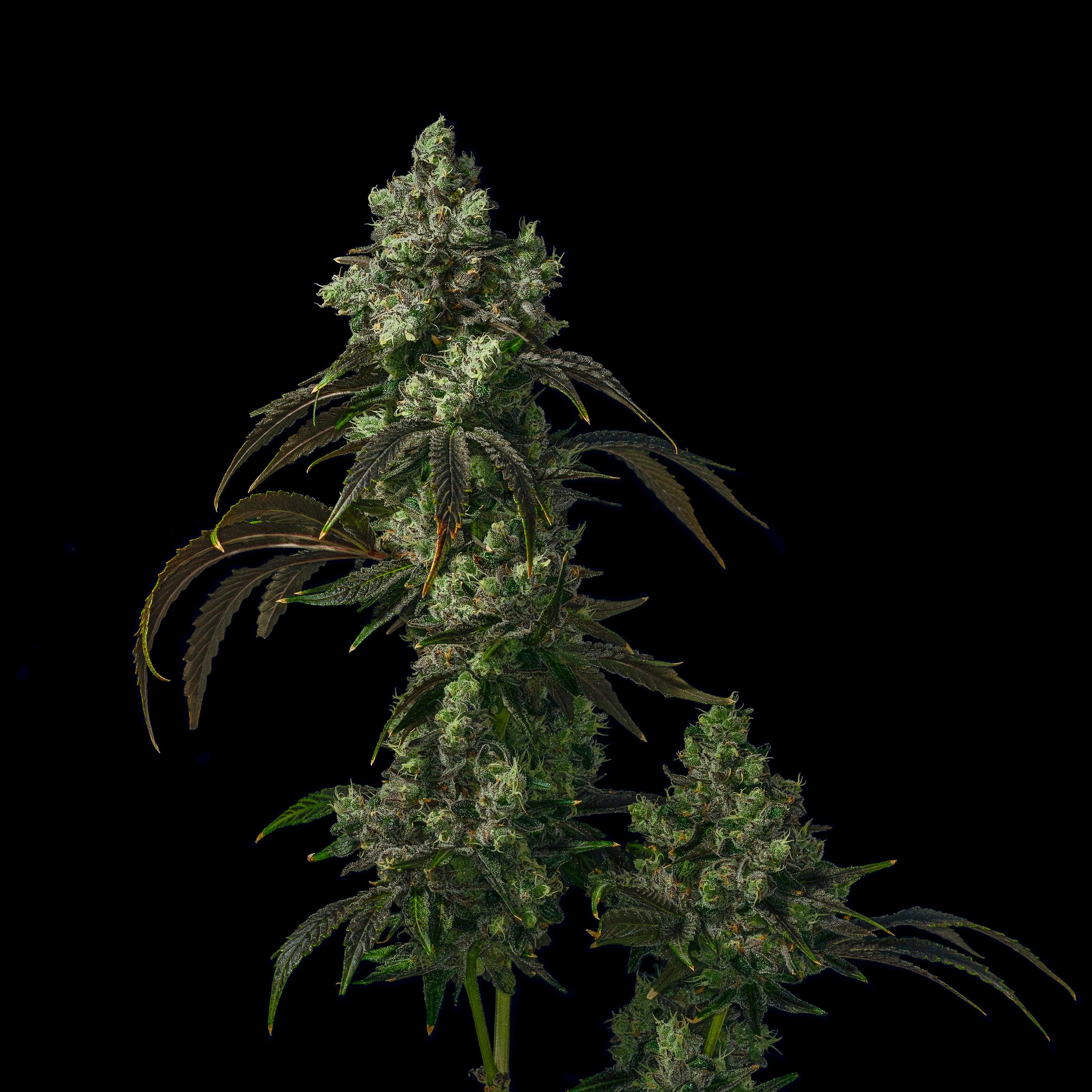 Spritzer | Big Buds | 3.5g by Grown Rogue