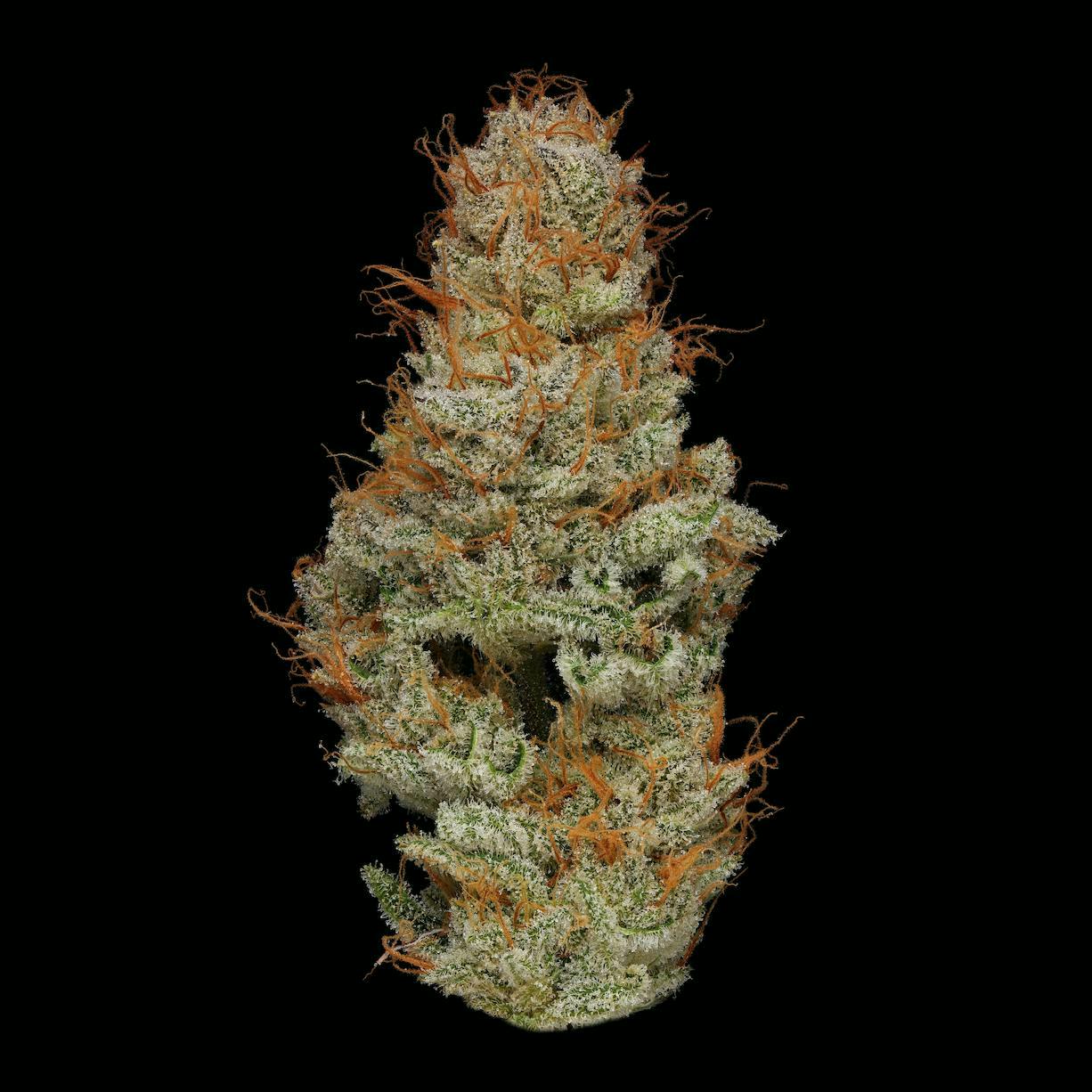 Dirty White Girls | Big Buds | 3.5g
