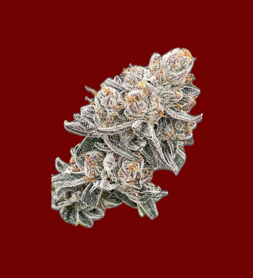 Cherry Bomb | Big Buds | 14g