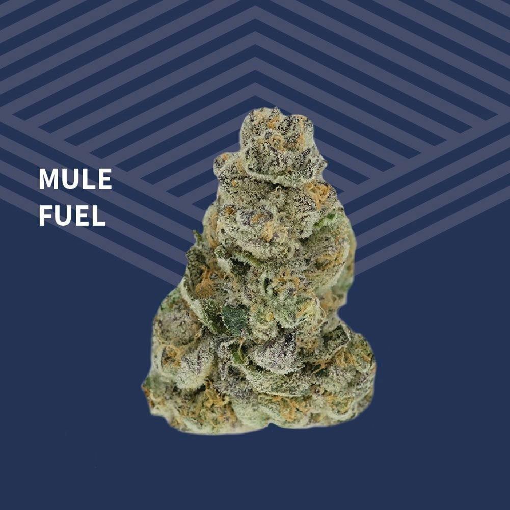 Mule Fuel | Big Buds | 3.5g at Pure Dakota Health of Bismarck