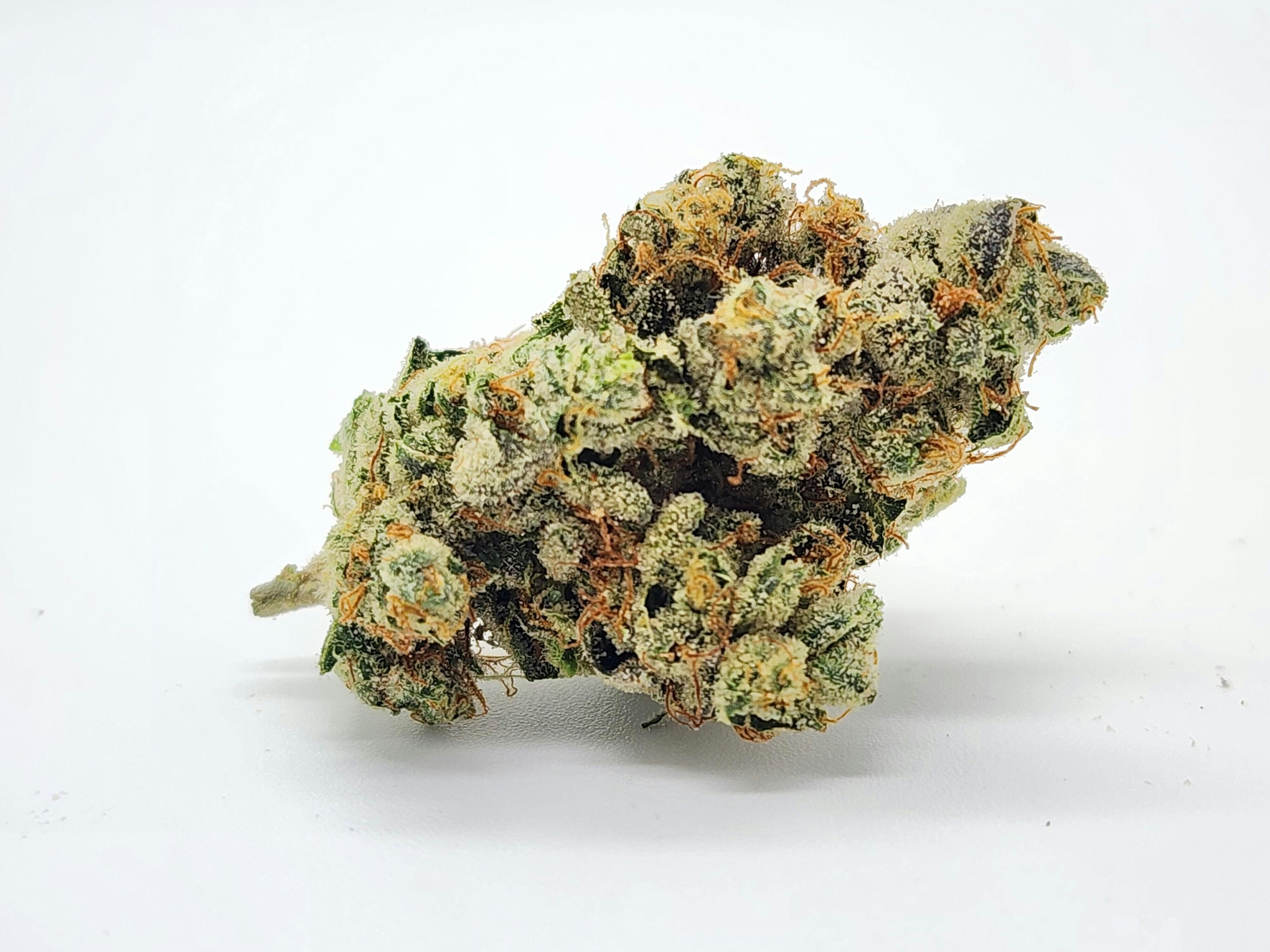 Gmo Big Buds