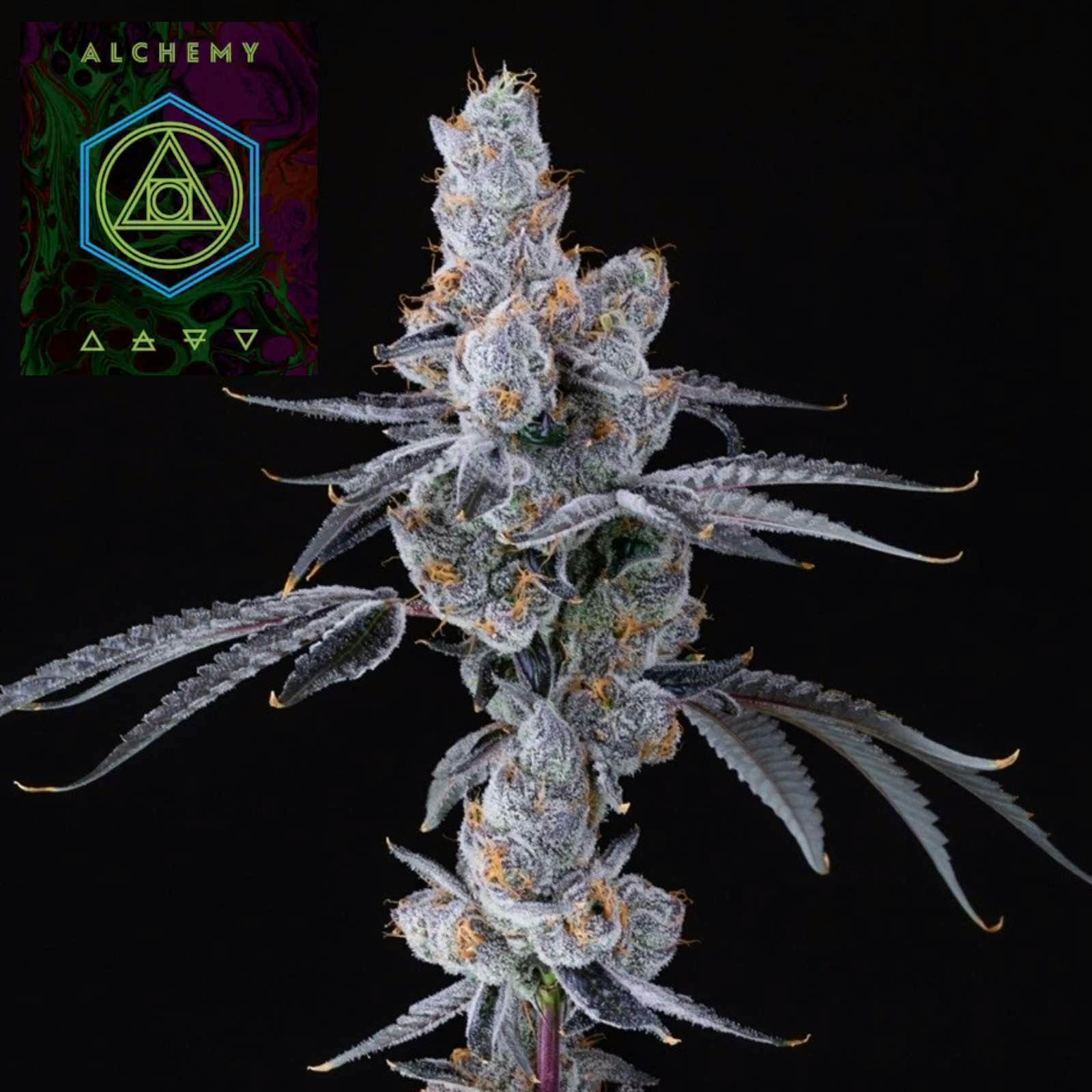 Lions Breath | Smalls | 14g by Alchemy