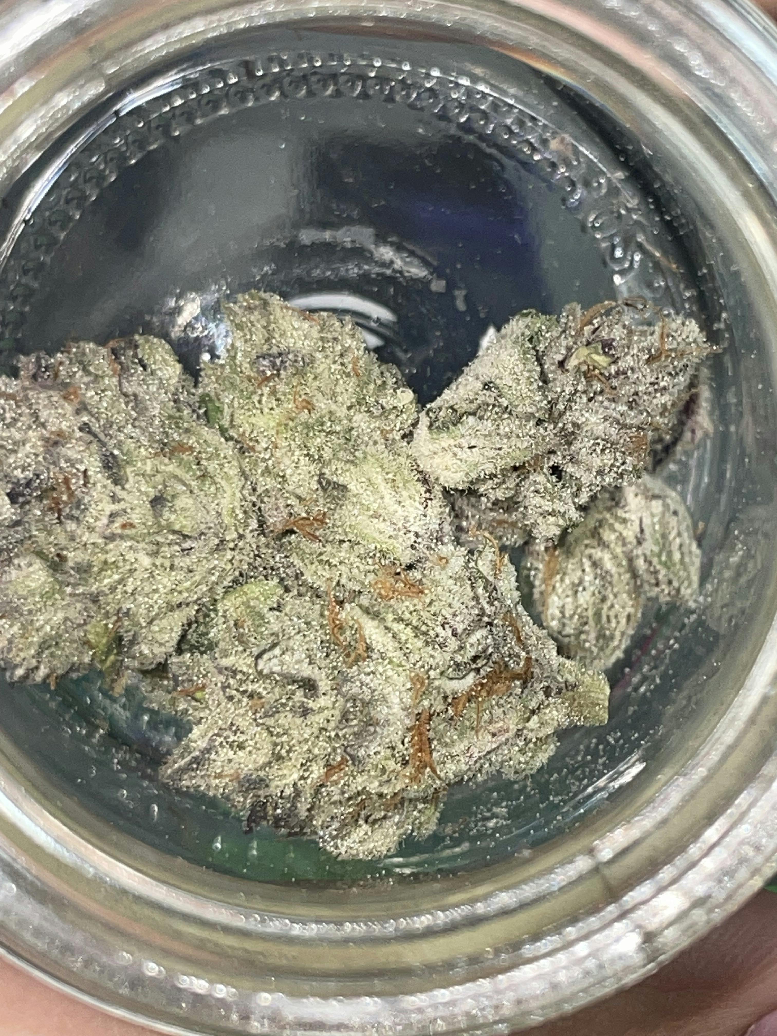 Chocolate Diesel | Big Buds | 3.5g