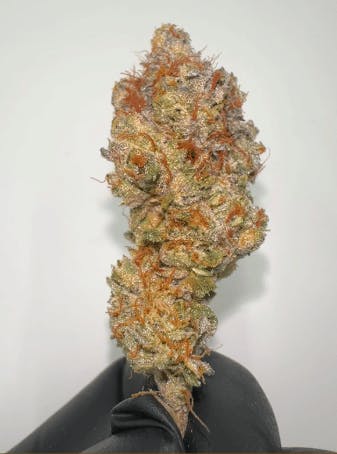 Grape Gary | Big Buds | 3.5g