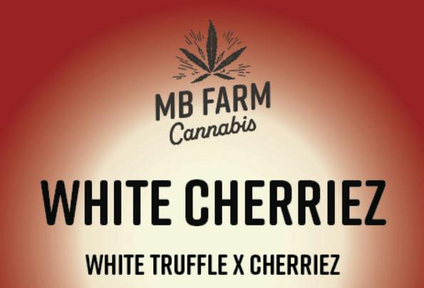 White Cherriez | Big Buds | 14g