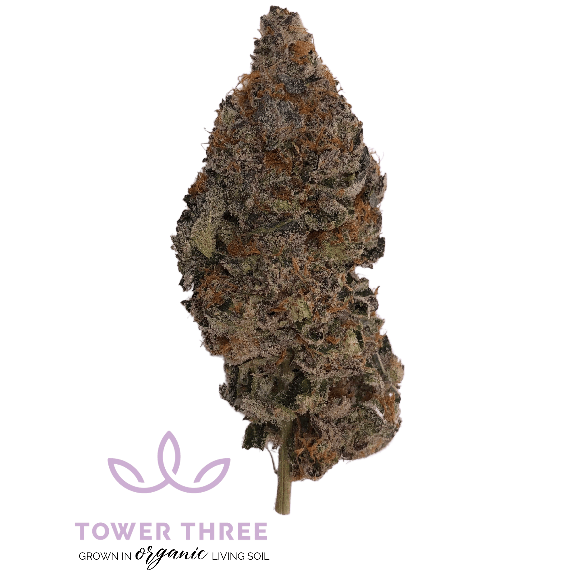 Maple Butter | Big Buds | 3.5g