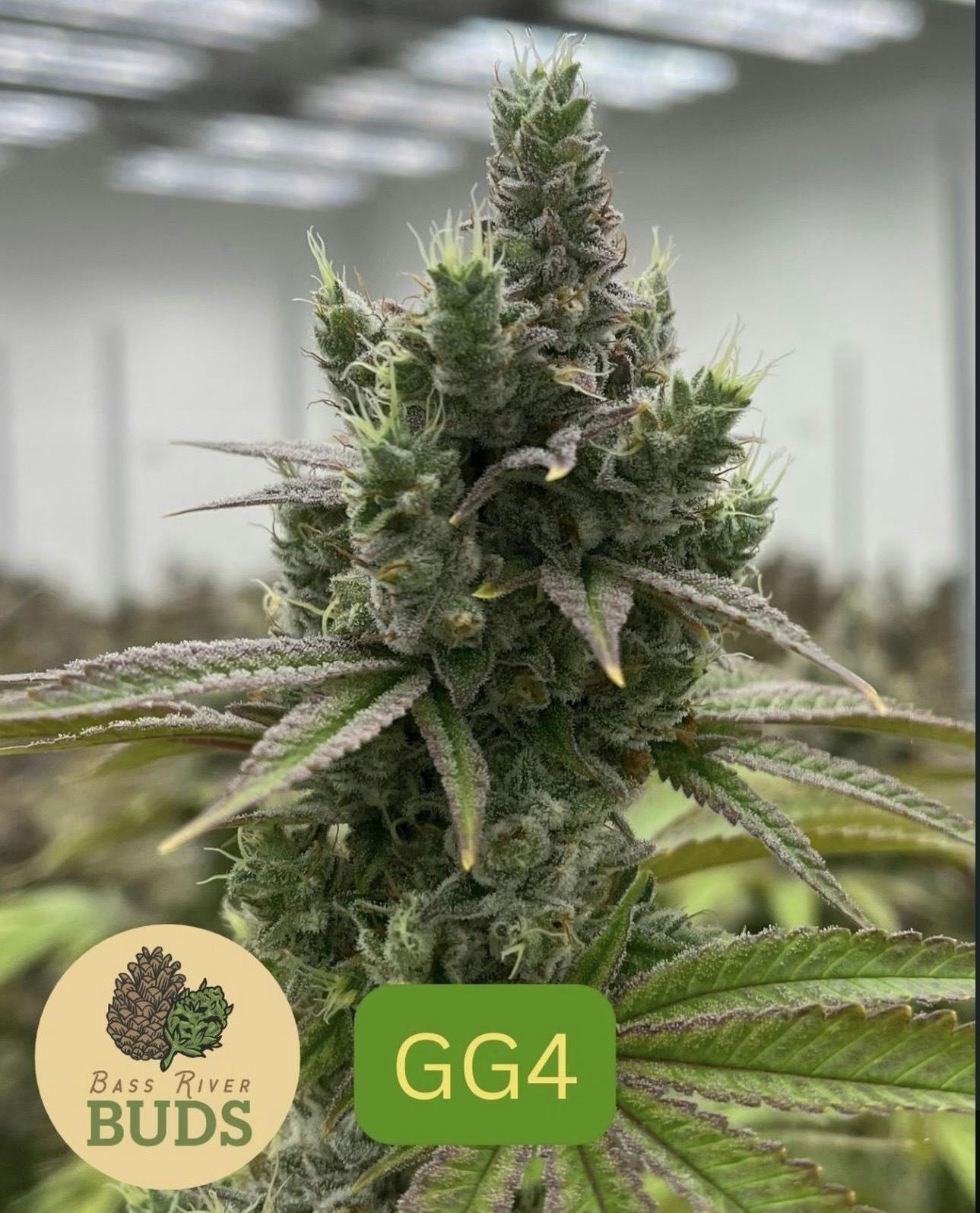 GG#4 | 3.5g