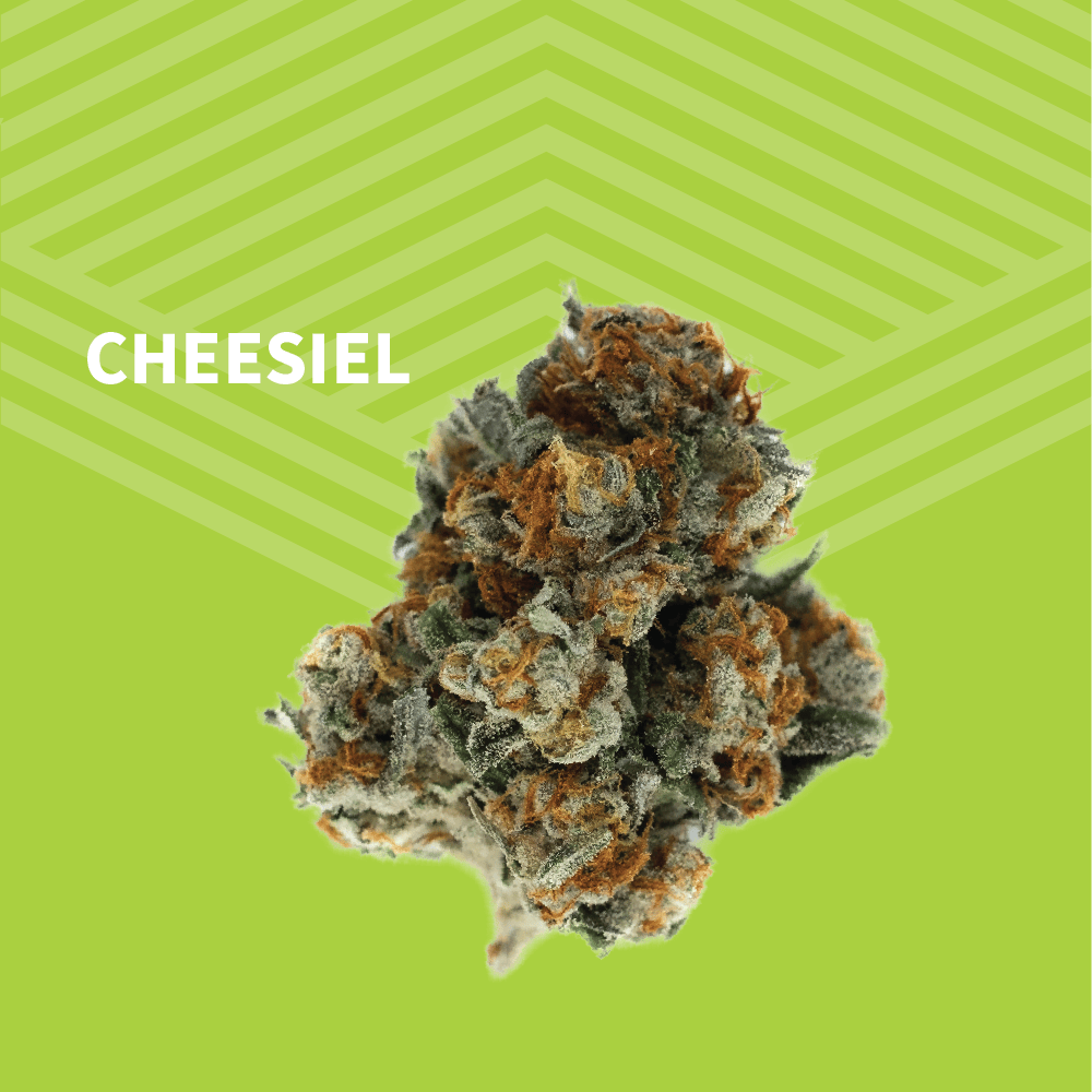 Cheesiel | Big Buds | 1g at Pure Dakota Health Williston Dispensary