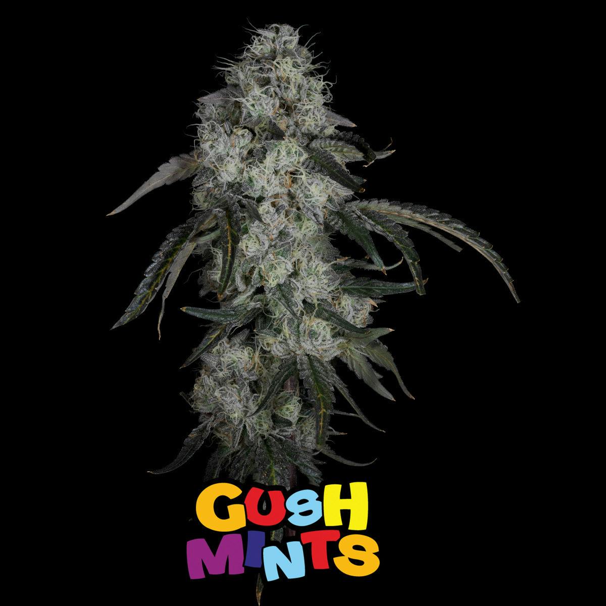 Gush Mints | Big Buds | 3.5g by Aura