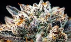 Lemon Cherry Gelato x Grape Latti | Infused Joints | 1.5g