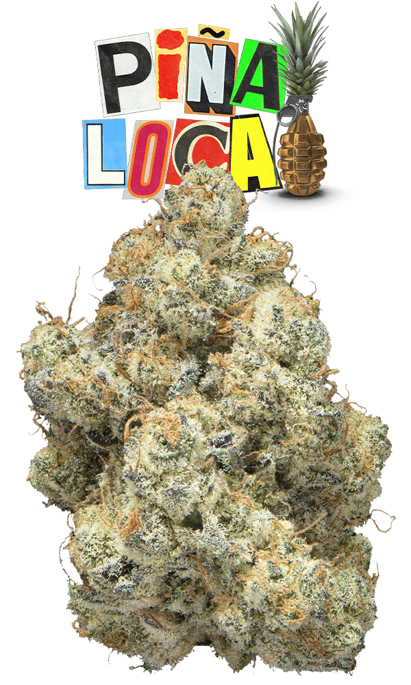 Loca Big Buds