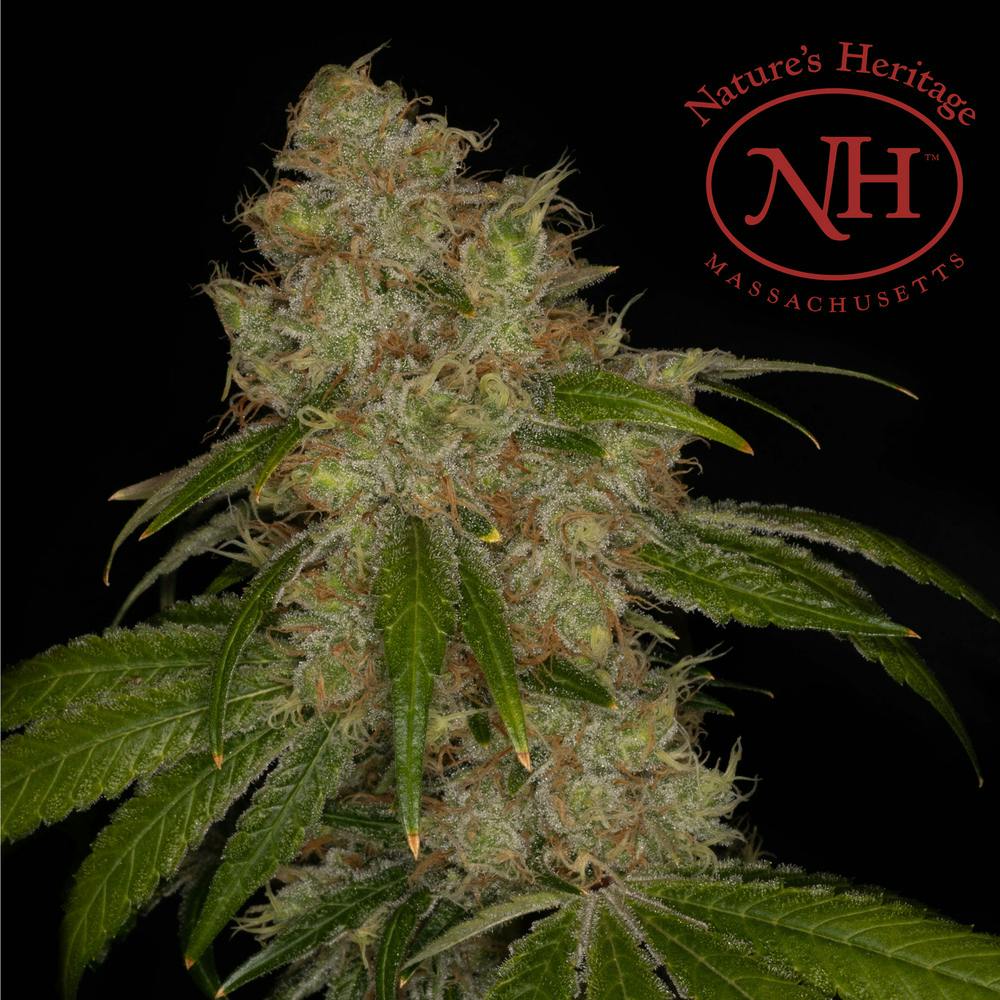 Guicy Banger | Big Buds | 3.5g by Nature's Heritage