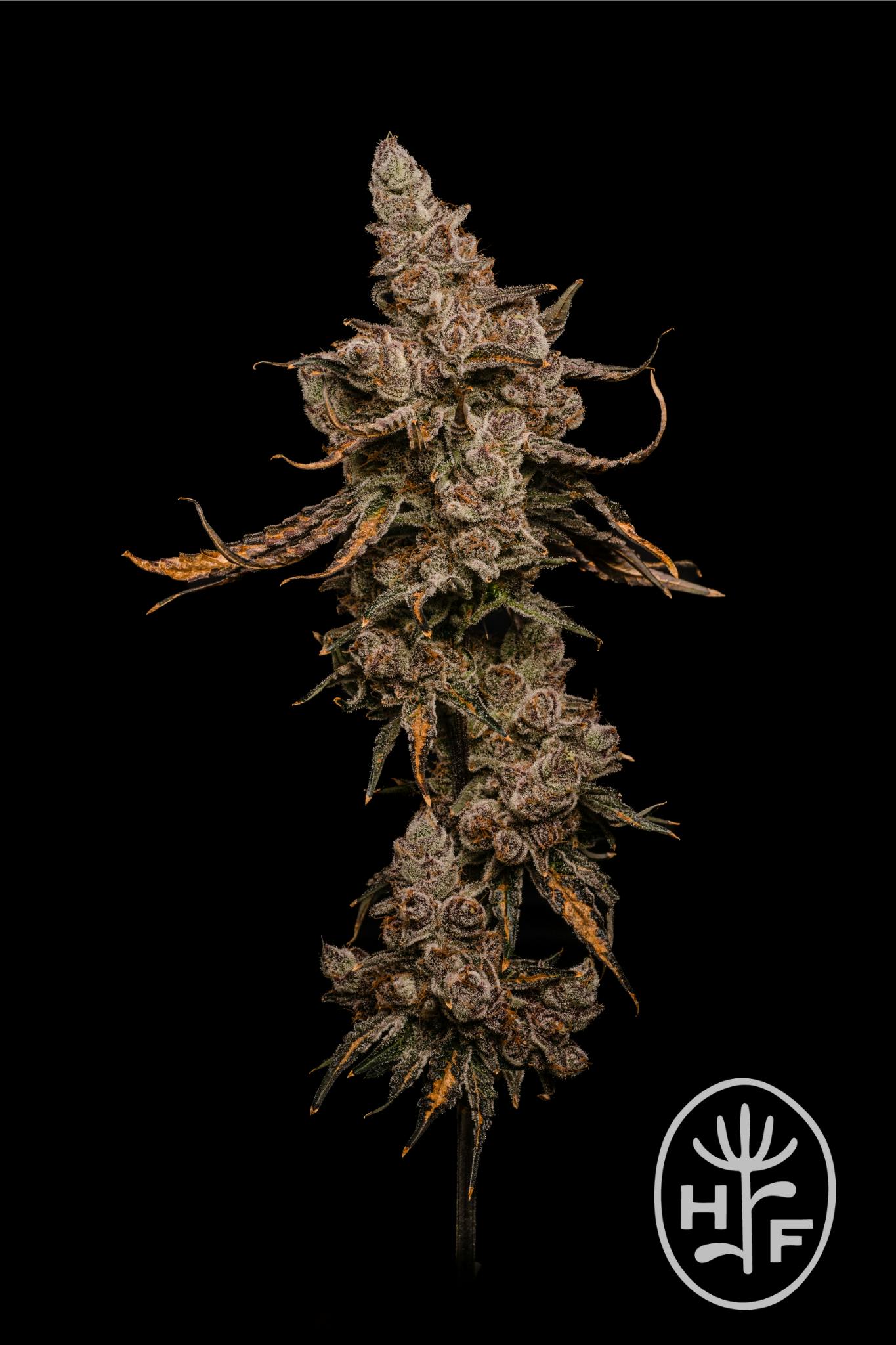 Block Berry | Big Buds | 3.5g
