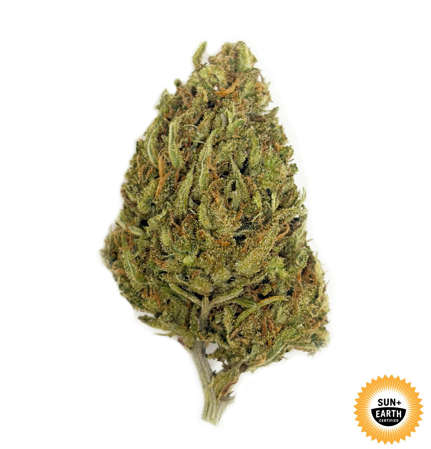 SUPER SILVER HAZE: Big Buds - 14g