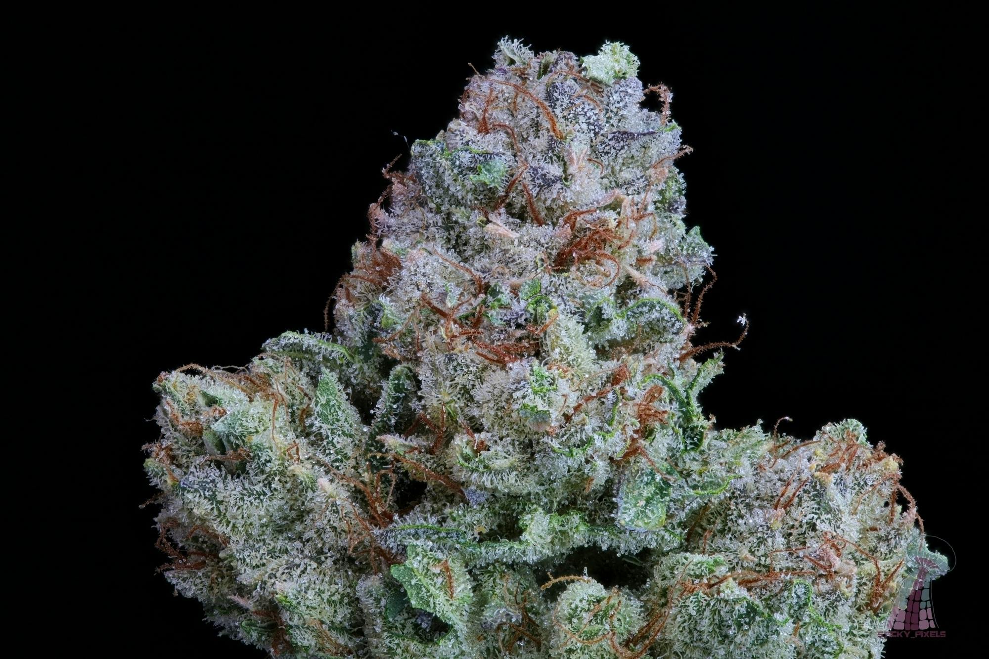 Sour Garlic Cookies | Big Buds | 1g