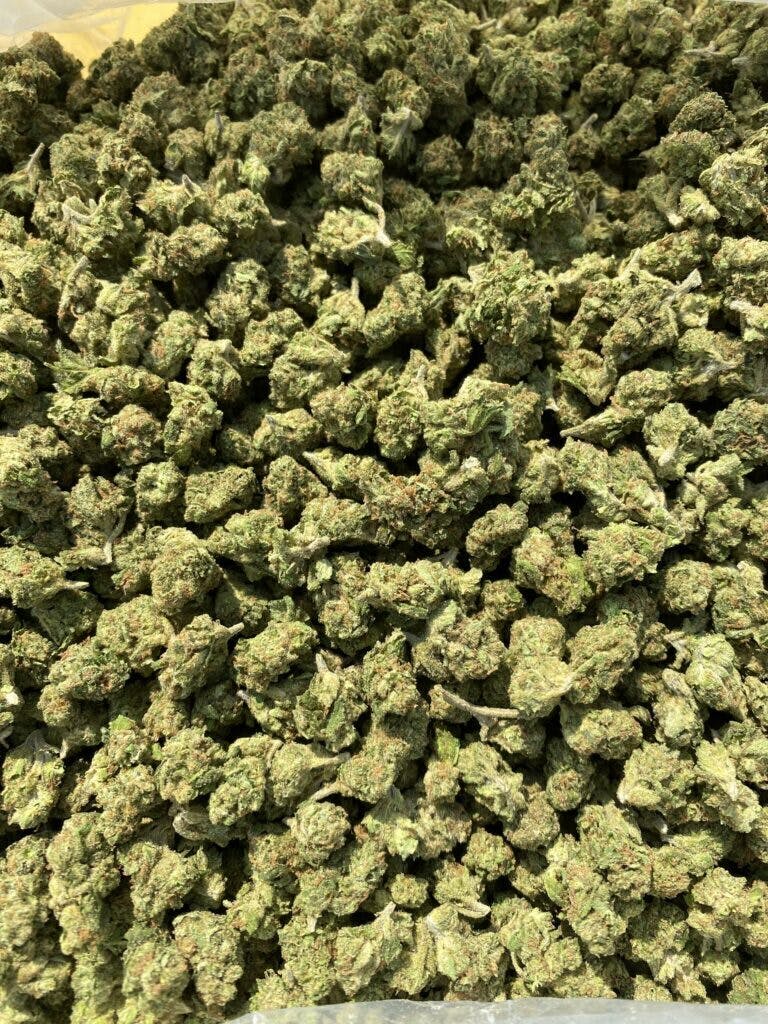 Jack Herer x Pineapple — 3.5g
