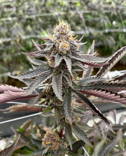 Blue Dream Big Buds