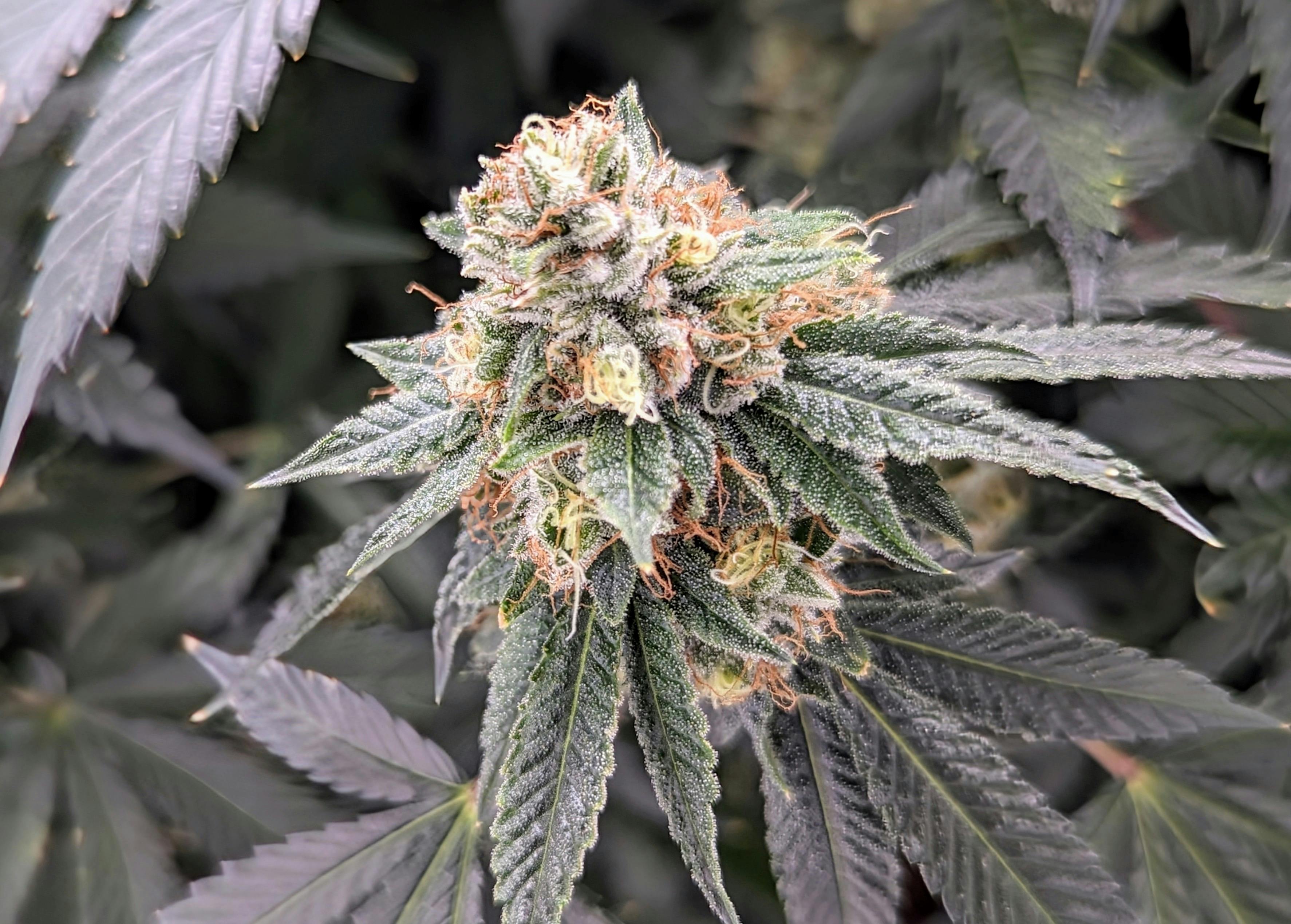 Boogie Man | Smalls | 3.5g by Natural State Medicinals