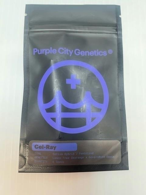SALE Purple City Cel-Ray Feminized Seeds 6pk ND | Seeds