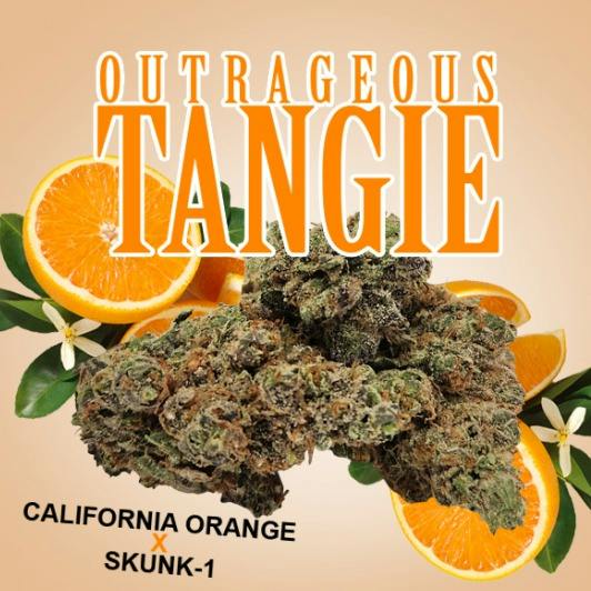 Outrageous Tangie | Big Buds | 1g by Pagoda