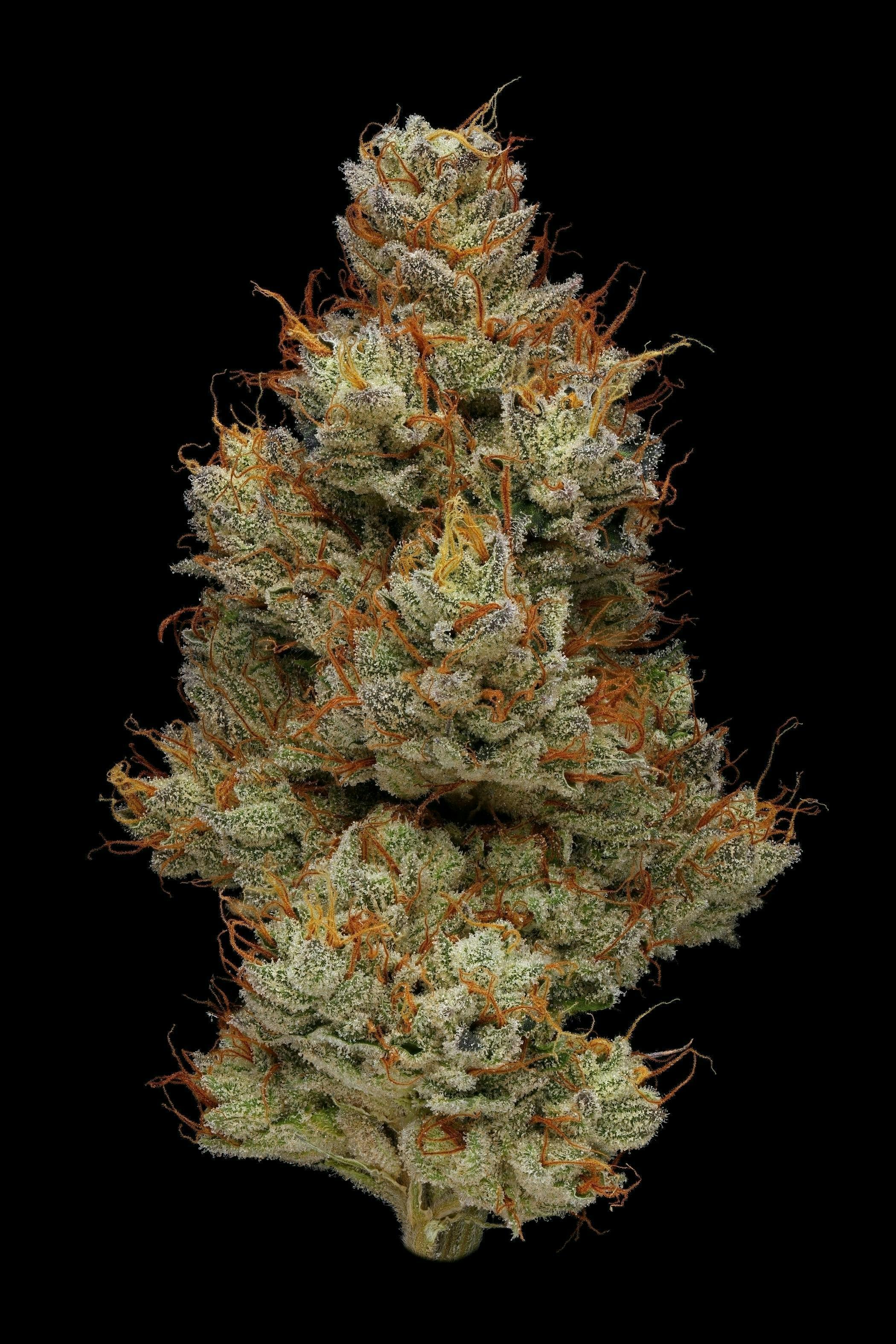 Animal Tsunami | Big Buds | 3.5g by Plaid Jacket