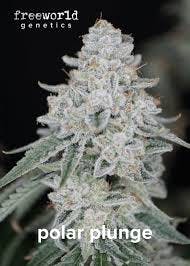 Polar Plunge | Big Buds | 3.5g