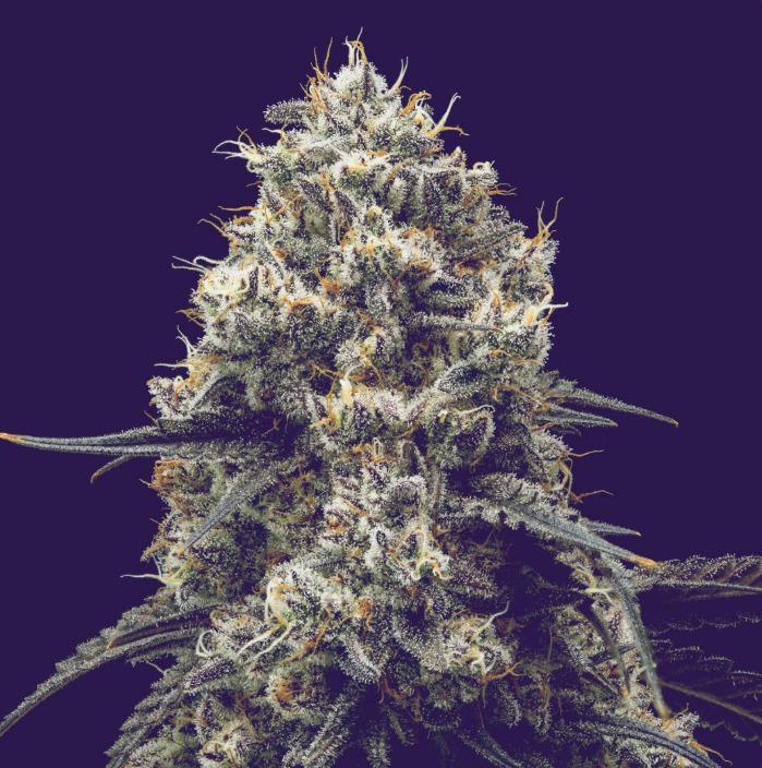 Duffle Full Of Blues | Big Buds | 3.5g