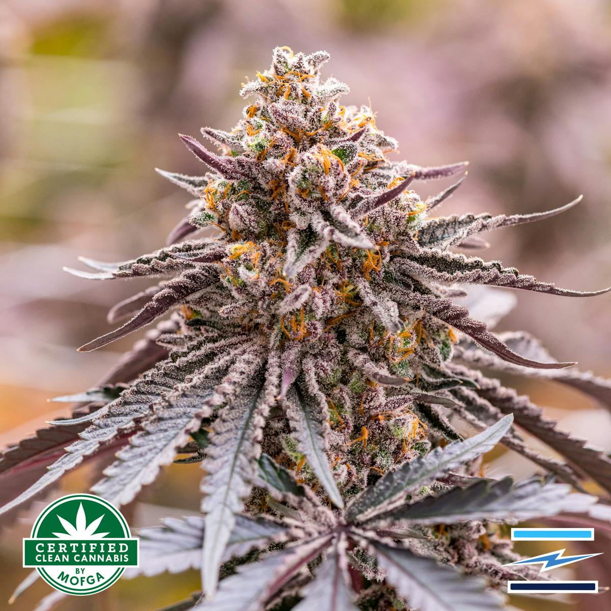 Indigo Gem | Big Buds | 3.5g