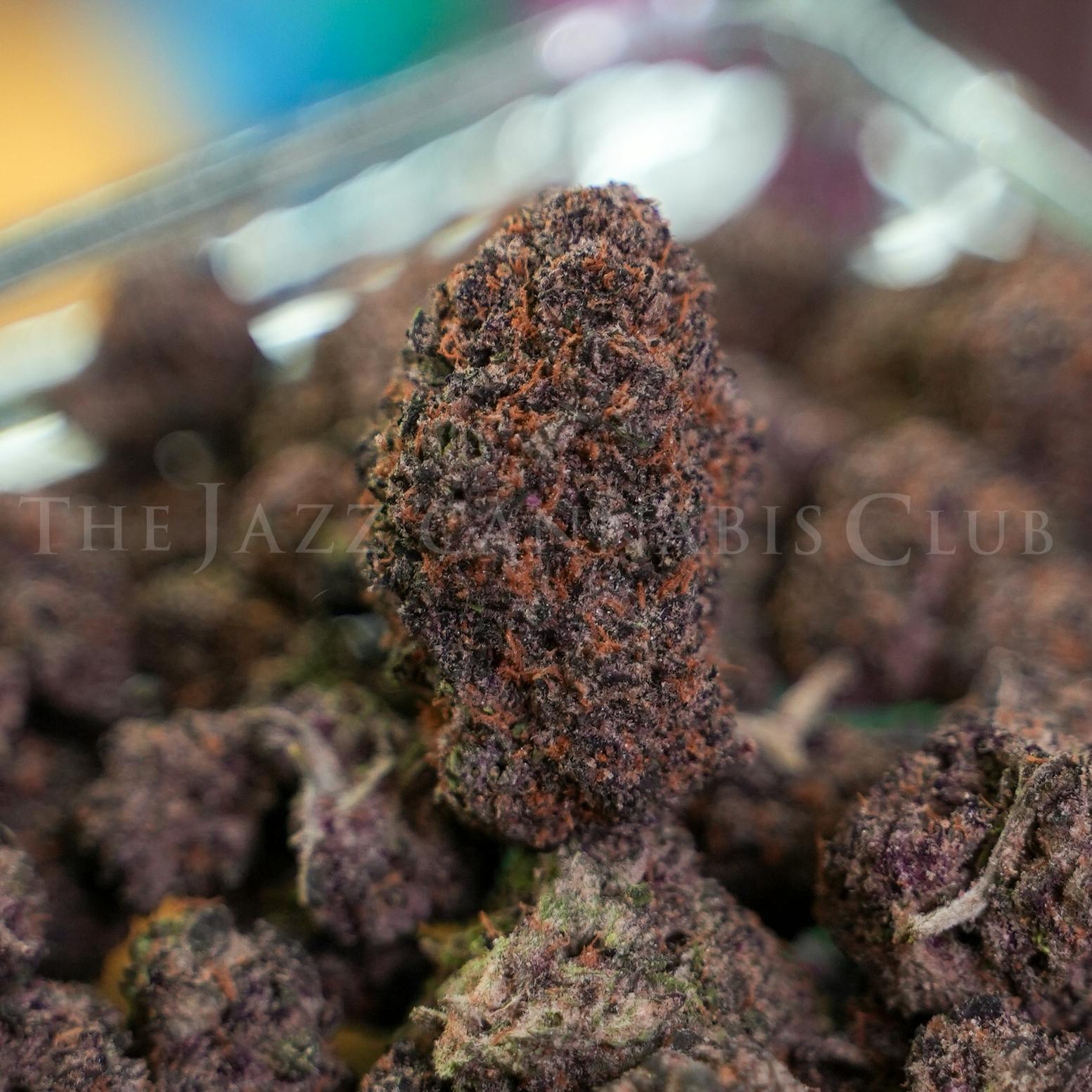 Hallee Berry | Big Buds | 1g