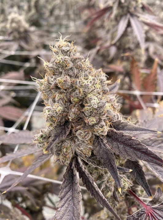 Super Boof | Big Buds | 1g