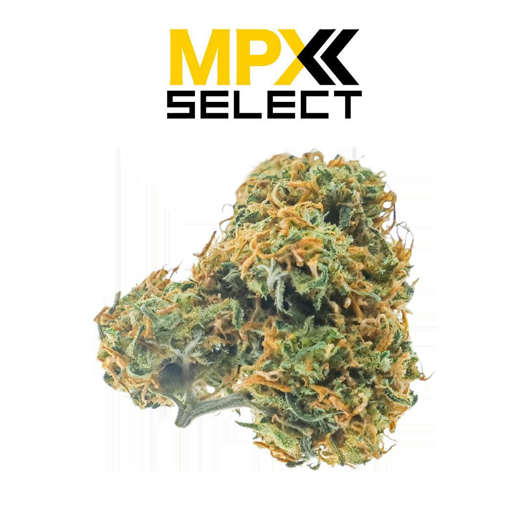 Banana Cream Pie | Big Buds | 3.5g by MPX (Melting Point Extracts)
