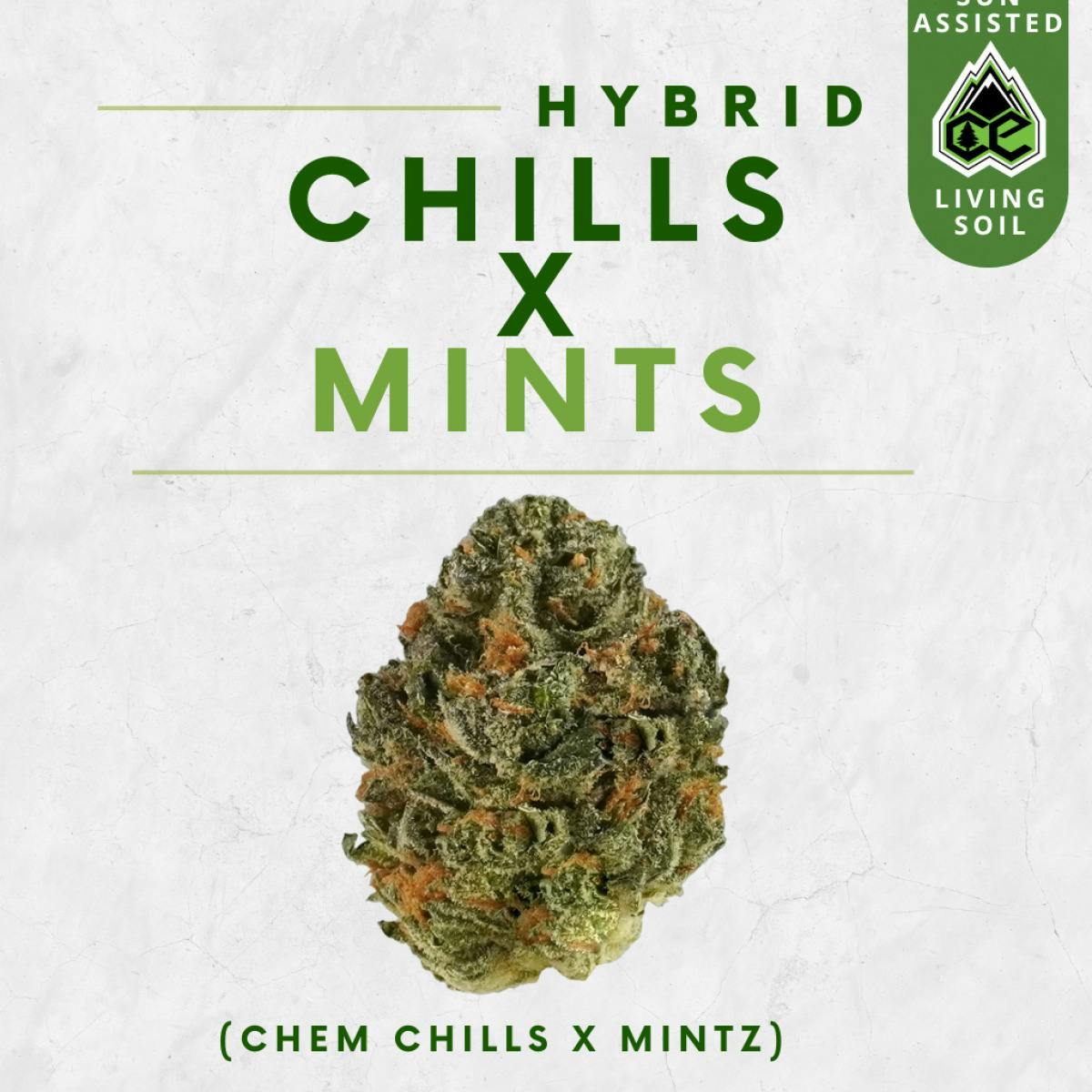 Chill Mints | Big Buds | 3.5g at Lone Peak Cannabis Company