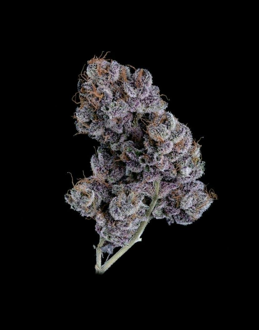 Bahama Mama | Big Buds | 3.5g