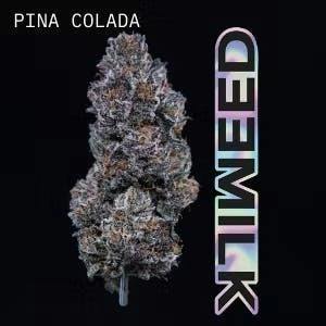 Pina Colada | Big Buds | 3.5g