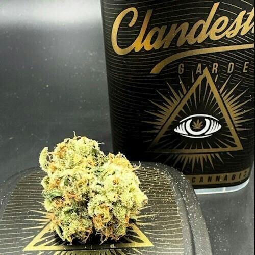 Champa | Big Buds | 7g
